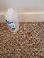 Stained carpet